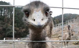 悲報 エミュー残り５羽 完全に見失う ろいアンテナ