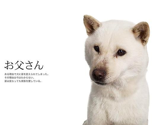 訃報 ソフトバンクのお父さん犬 カイくん 死去 えび速